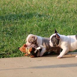 Boston Terrier and French Bulldog Puppies from Freedom Bostons