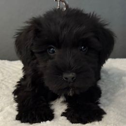 Black boy - Black male Miniature Schnauzer puppy in Avondale, Arizona from Campos Schnauzers