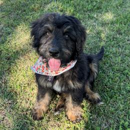 Disco - Tri-color female Bernedoodle puppy in Rose Hill, North Carolina from Red Door Canines