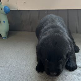Girl 5 - Black female German Shepherd puppy in Sharon Grove, Kentucky from Julie’s Shepherds