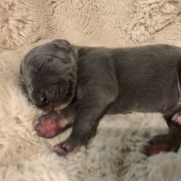 Blue - Blue male Great Dane puppy in Somerset, Ohio from Quarter Creek Danes