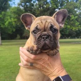 French Bulldogs from Stacie's French Bulldogs