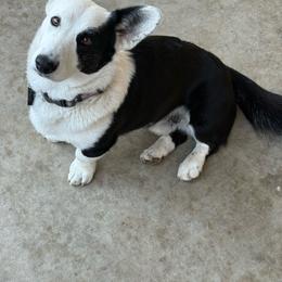 Cardigan Welsh Corgi puppies from All Star Corgis