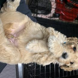 Goldendoodle and Poodle Puppies from Megan Lennox