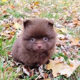 Ronald - Chocolate male Pomeranian puppy in Albany, New York from K&A Shetlands Sheepdog's and Pomeranian's