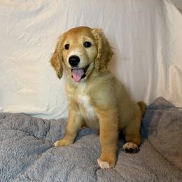 Mr. Red - male Australian Mountain Doodle puppy in Melba, Idaho from Sleepy Hollow Mountain Doodles