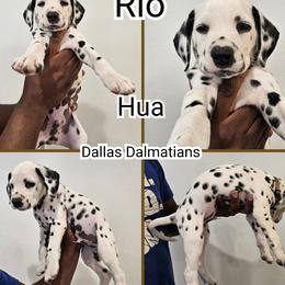 Dalmatian puppies from Dallas Dalmatians