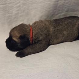 Red collar - Fawn male Great Dane puppy in Mineola, Texas from RC Ranch Great Danes And Cane Corsos