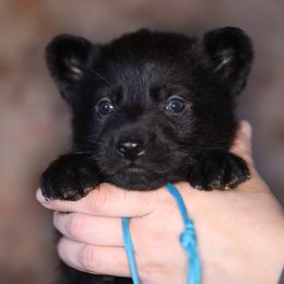 Onyx - Black female German Shepherd puppy in Augusta, West Virginia from Vom Haus Highlands