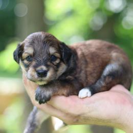 Twix - Sable female Aussiedoodle puppy in Orleans, Indiana from Mae Blossom Puppies