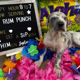 Rum Punch - Great Dane puppy from Not So Dainty Danes
