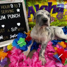Rum Punch - Great Dane puppy from Not So Dainty Danes