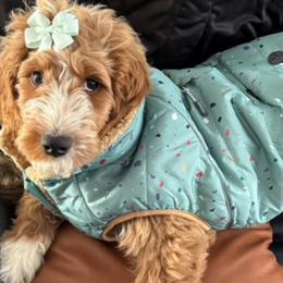 Goldendoodles from Island Doodle Co. - Goldendoodles Raised with Love