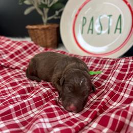 Fettuccine - Red male Bordoodle puppy in Valley Center, California from Circle R Valley Bordoodls
