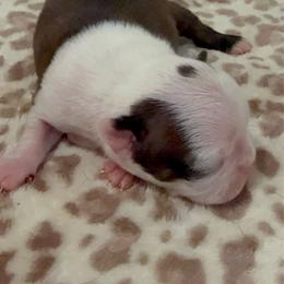 Small male with dot - Black brindle and white male Boston Terrier puppy in Madera Acres, California from Muggin Bostons Terriers and Mini Dachshund
