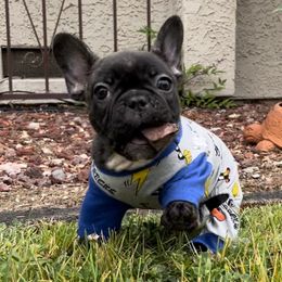 French Bulldog Puppies from Divine French Bulldogs