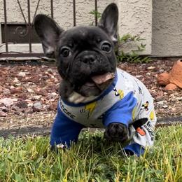 French Bulldog Puppies from Divine French Bulldogs