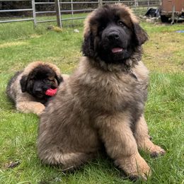 Leonberger Puppies from Tir na nOg Leonbergers