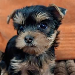 Girl 1 - female Yorkshire Terrier puppy in Potomac, Maryland from Fabiana's Yorkshire Terriers