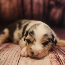 Lucy - Blue merle female Miniature Australian Shepherd puppy in Macomb, Missouri from Faunus Farms and Aussies