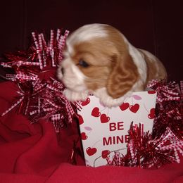 "True love" Cavalier King Charles Spaniel Puppies from The House of Wiggle Waggle