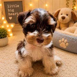 Major - Parti male Miniature Schnauzer puppy in Magalia, California from NorCal Schnauzers