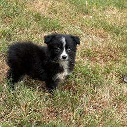 Sundae - Black tri female Miniature American Shepherd puppy in Leitchfield, Kentucky from Legendmaker MAS