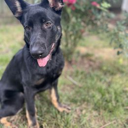 German Shepherd Puppies from Paws Of Germany