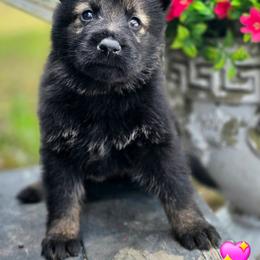 Pink Girl - Juliet - Sable female German Shepherd puppy in Purdon, Texas from TEXAS DDR GSD