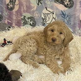 Australian Labradoodle Puppies from Golden Xpress Labradoodles