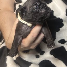 White collar - Silver female Pug puppy in Deer Park, Texas from Butler Pugs and Frenchies