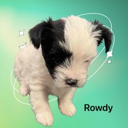 Biewer Terrier and Yorkshire Terrier Puppies from Eileen’s Yorkies of Havasu