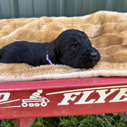 Cappuccino - Black female Labradoodle puppy in Batesville, Arkansas from Morris Farmyard