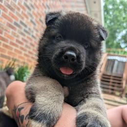 Nebula's Boy 2 - Black male Akita puppy in South Carolina from Sierra Mountain Akitas