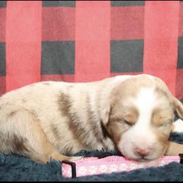 Honey - Red merle female Miniature Australian Shepherd puppy in Kissee Mills, Missouri from Clinkenbeard Kennel