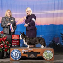 Cardigan Welsh Corgi and Great Dane All Grown Up from McOwen Kennels