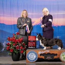 Cardigan Welsh Corgi and Great Dane All Grown Up from McOwen Kennels