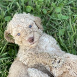 Goldendoodles from Blissful Goldendoodles