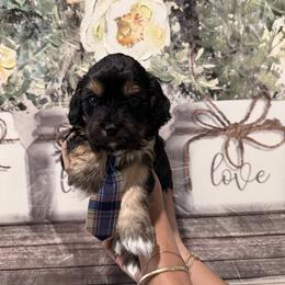 Miles - Tri-color male Cavapoo puppy in Riverview, Florida from Doodley Doo Doodles