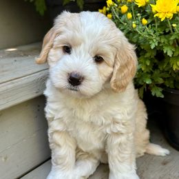 Eloise - Gold female Australian Labradoodle puppy in Mount Gilead, North Carolina from Tillery Labradoodles