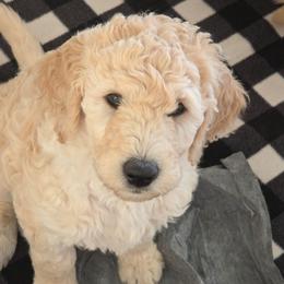 Nicolas - Cream male Goldendoodle puppy in Mullin, Texas from Grosenbacher Goldendoodles