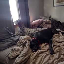 German Shorthaired Pointer All Grown Up from Apple River Sporting and Detection Dogs