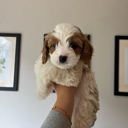 Ghost - Blenheim male Cavapoo puppy in Bloomfield, New York from Campbell Cavapoos