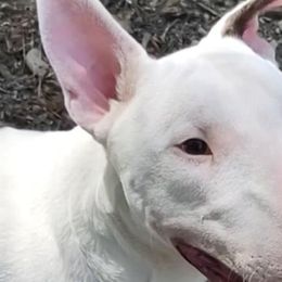 Boy 1 - White and brindle Bull Terrier puppy in Arkansas from Glentom Bull Terriers