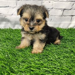 Theo - Black & tan tri-color male Morkie puppy in Monticello, Iowa from Ashley’s Puppies