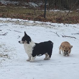 Zoey - Pembroke Welsh Corgi
