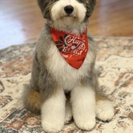 Bernedoodle, Bernese Mountain Dog, and Poodle Puppies from Bubbling Springs Doodles, LLC