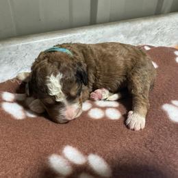 Lt Blue - Merle male Bernedoodle puppy in Petersburg, Michigan from Brittany’s Mini Bernedoodles
