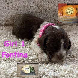 English Springer Spaniel Puppies from Picky’s Puppies