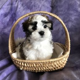 Havanese Puppies from Selah Havanese